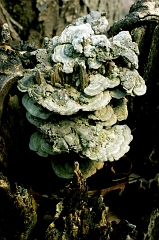 Fungus 4 